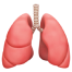 Diagram of human lungs